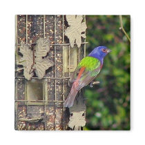 finch-1-feb5-06 magnets by Eye4birds finch-1-feb5-06 magnets