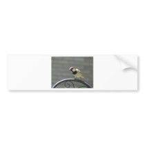 finch bumper stickers