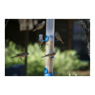 postcard - This photograph features several different types of finches swarming around a bird feeder. It captures both the grace and acrobatics of these little birds in a peaceful setting. 
Note:Also Available in 2010 "Flights of Fancy" Bird Calendar and as a Blank Card in my Wildlife Photography Section.