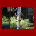 "Finch Feeding Frenzy" posters by michaelsnydermusic "Finch Feeding Frenzy" posters