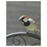 finch flyers