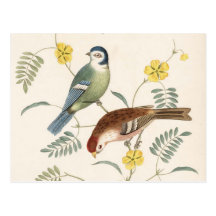 Finch from Junglewalk Post Cards