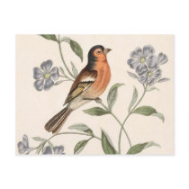 Finch from Junglewalk postcards