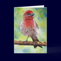 Finch, Greeting Card