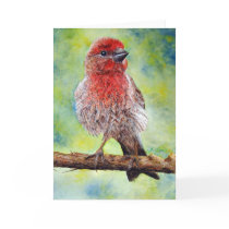 Finch, Greeting Card