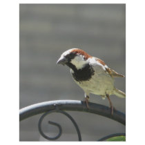 finch personalized letterhead