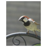 finch personalized letterhead
