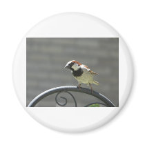 finch magnets by pinkypetals finch magnets