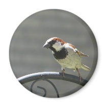finch magnets by pinkypetals finch magnets