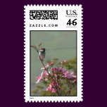 Finch on Dogwood 02