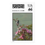 Finch on Dogwood 02 Stamps