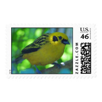 Finch postage