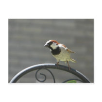 finch postcards