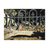 Finch postcards