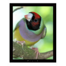 postcard - A Finch