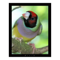 Finch posters