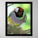 Finch Print