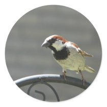 finch stickers