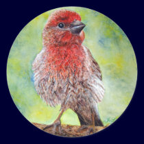 Finch Stickers