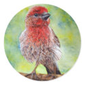 Finch Stickers by artbyjolyn Finch Stickers