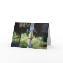 Finches, Blank Card