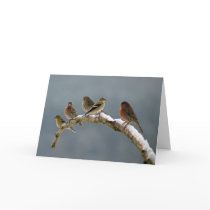 Finches Christmas card