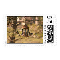 Finches on Bird Feeder Stamp