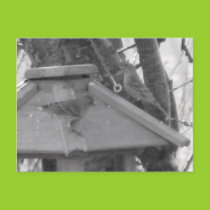 Finches on Birdfeeder Postcard postcards