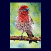 Finchy, Fine Art Print
