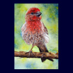 Finchy, Fine Art Print posters