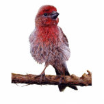 Finchy Photo Sculpture photo sculptures