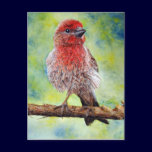 Finchy Post Card postcards