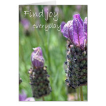 Find Joy cards