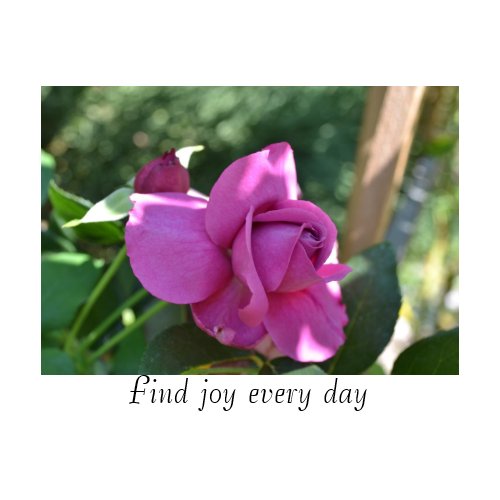 Find Joy Rose Card card