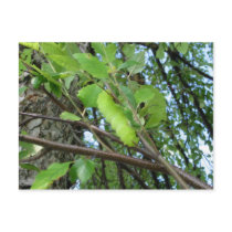 Find the caterpillar postcard