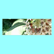Find the Ladybug! profile cards by codfishlady Find the Ladybug! profile cards