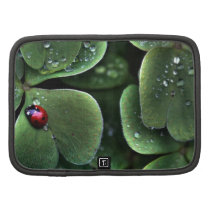 Find the Ladybug Organizers