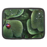 Find the Ladybug Organizers