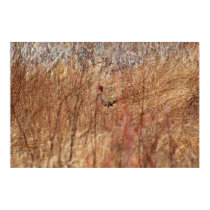Find the Pheasant posters