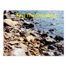 Find The Shorebird... Post Cards