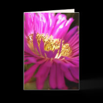 finding the light - macro photography card by webgrrl finding the light - macro photography card