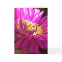 finding the light - macro photography card