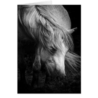 Fine Art Pony Head and Mane blank notelet / card card