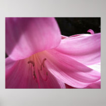 Fine Art Print: Bella Donna Lily, Pink