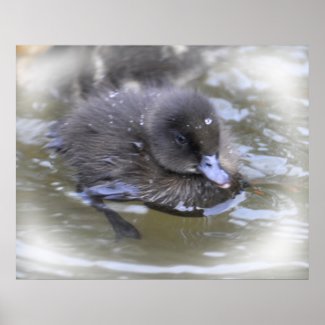 Fine Art Print: Black Duckling