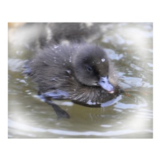 Fine Art Print: Black Duckling