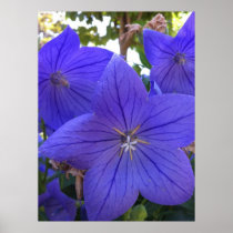 Fine Art Print: Campanula, Blue