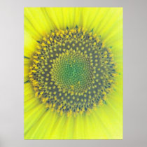 Fine Art Print, Sunflower: Yellow