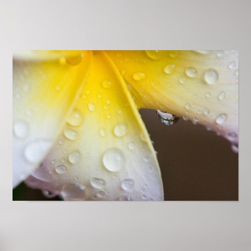 Fine Canvas Print print