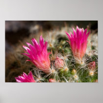 Fine Canvas Print